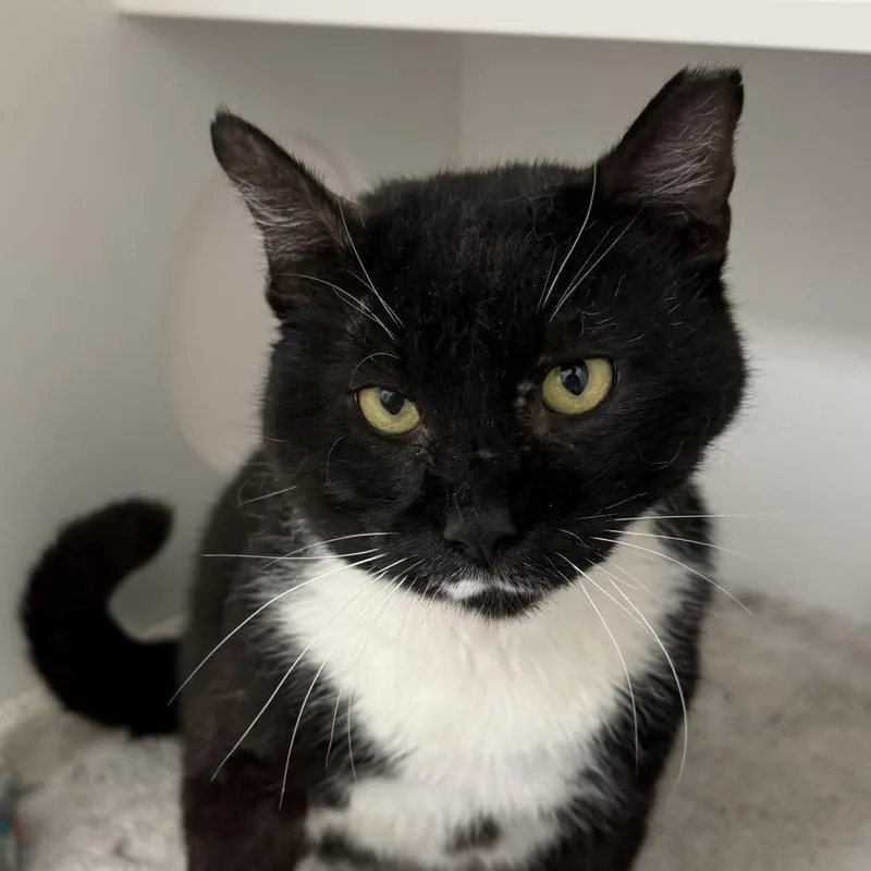 An adult large-sized male Domestic Short Hair cat named Whoopie for adoption in Cumming, GA