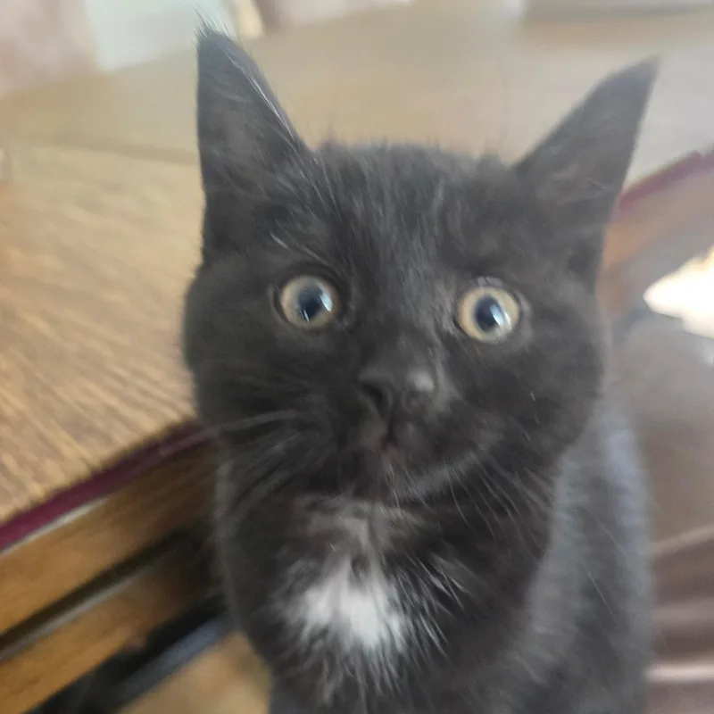A baby medium-sized female Black Domestic Short Hair cat named Sabrina for adoption in Woodbridge, NJ