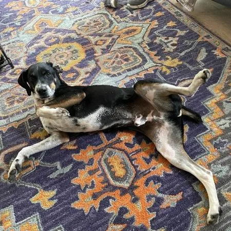 An adult medium-sized male Black Beagle dog named Splotch for adoption in Flagstaff, AZ
