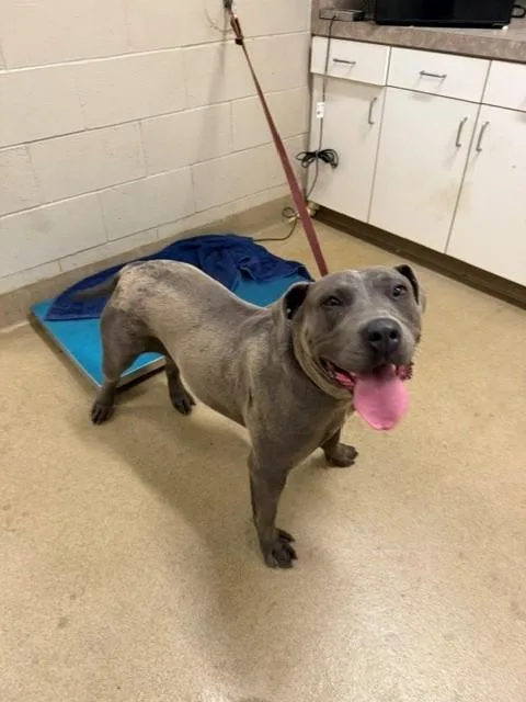 A young large-sized female Pit Bull Terrier dog named Evie for adoption in Santa Maria, CA
