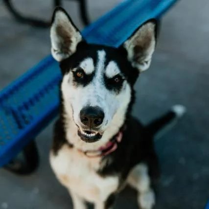 An adult large-sized female Mixed Breed dog named Snow for adoption in Pauls Valley, OK