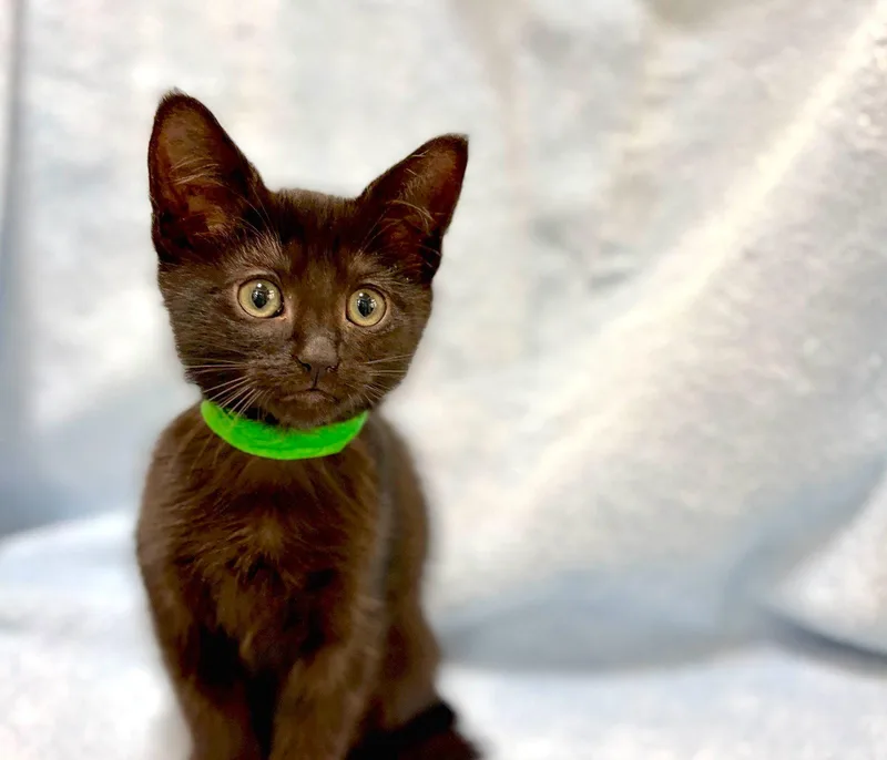 A baby medium-sized male Black Domestic Short Hair cat named Pudge for adoption in Oakland, CA