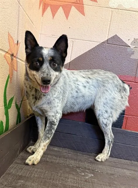 An adult medium-sized female Australian Cattle Dog / Blue Heeler dog named Luna for adoption in Castaic, CA