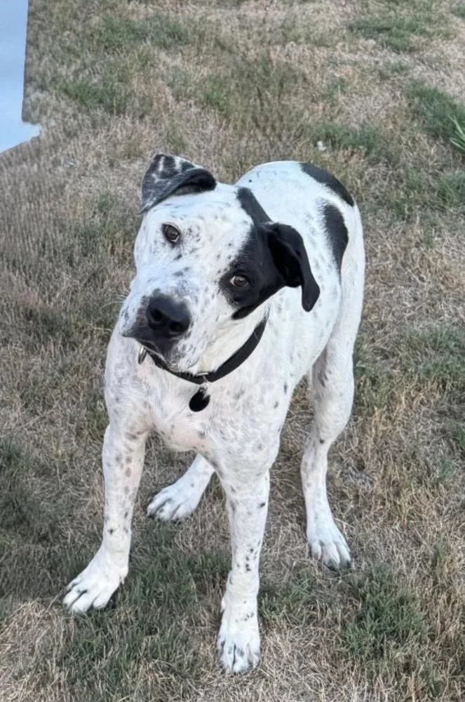 An adult large-sized male Gray / Blue / Silver Pointer dog named Sporty for adoption in Boston, MA