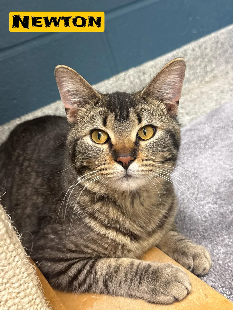 A young medium-sized male Tabby (Brown / Chocolate) Domestic Short Hair cat named Newton for adoption in Valparaiso, IN
