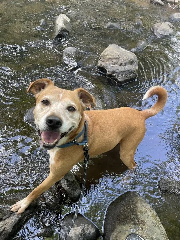 Charlie Bear thumbnail 3