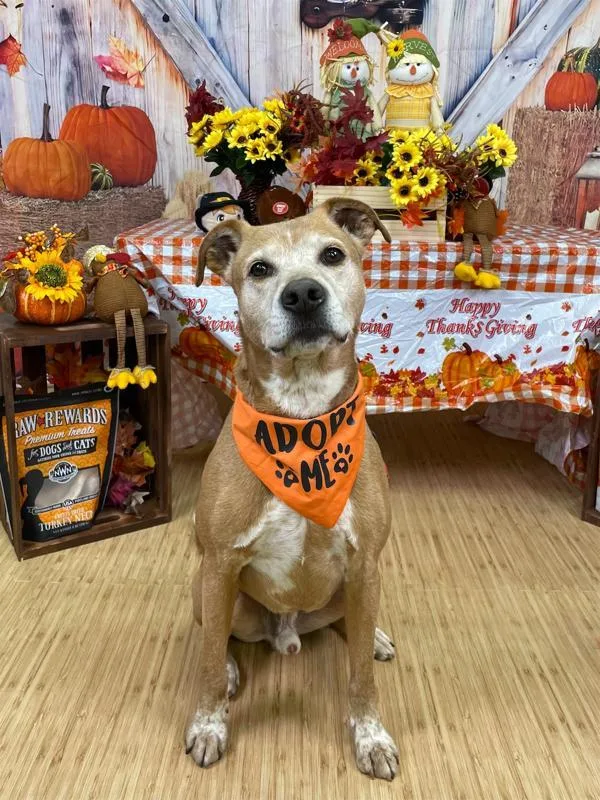 Charlie Bear thumbnail 5