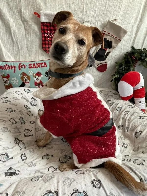 Charlie Bear thumbnail 6