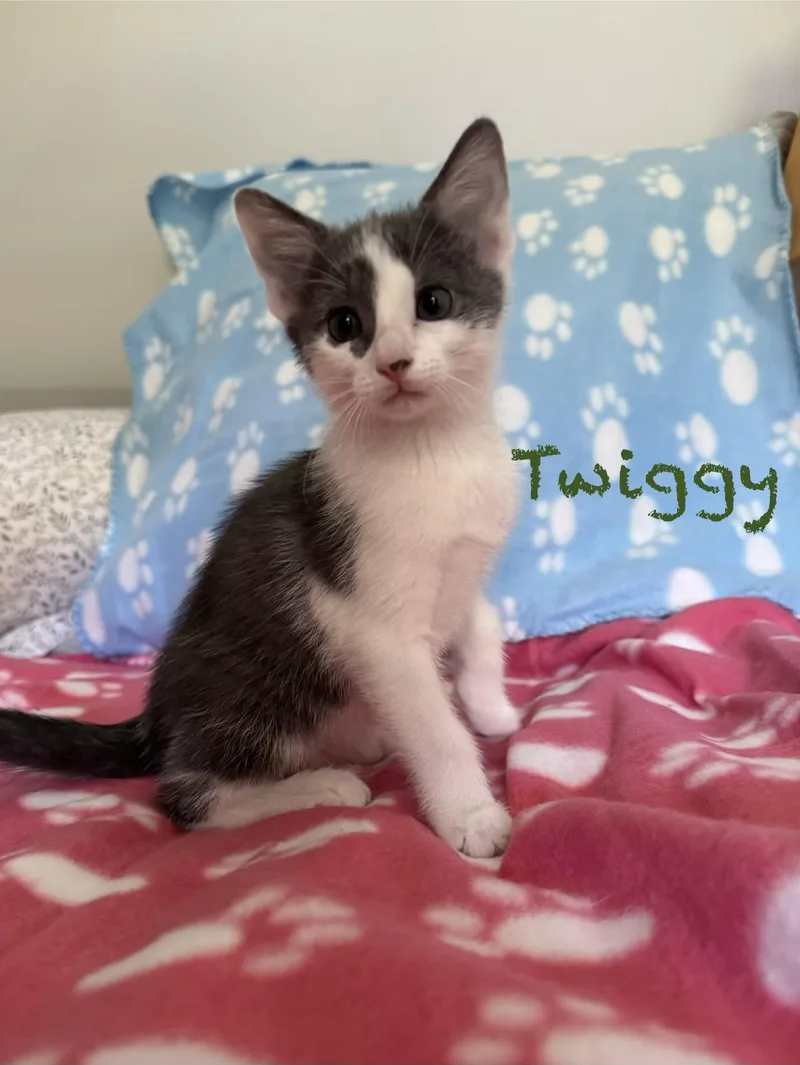 Twiggy thumbnail 2