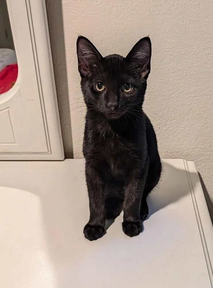 Raj