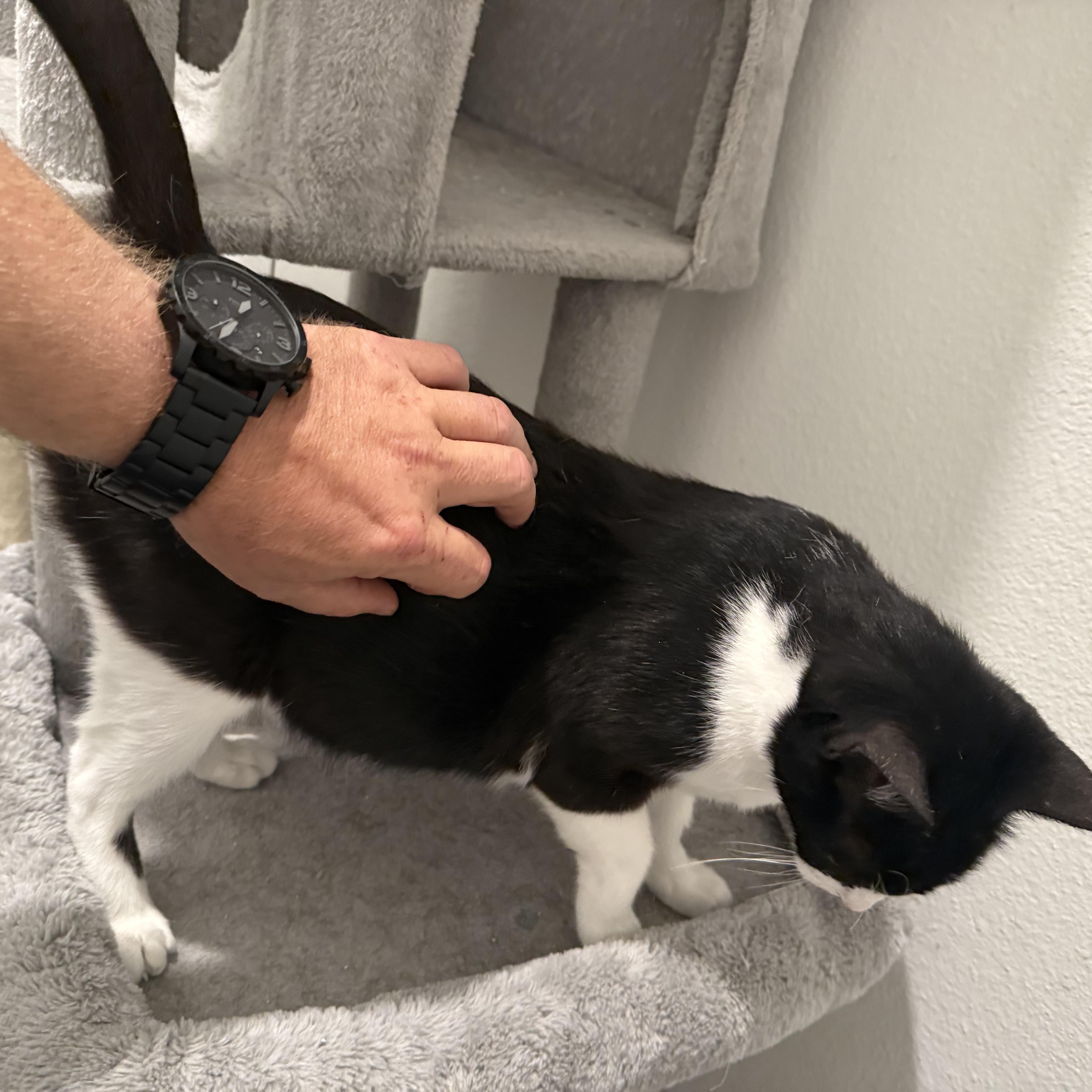 An adult extra large-sized female Black & White / Tuxedo American Shorthair cat named Stormy for adoption in Liverpool, TX