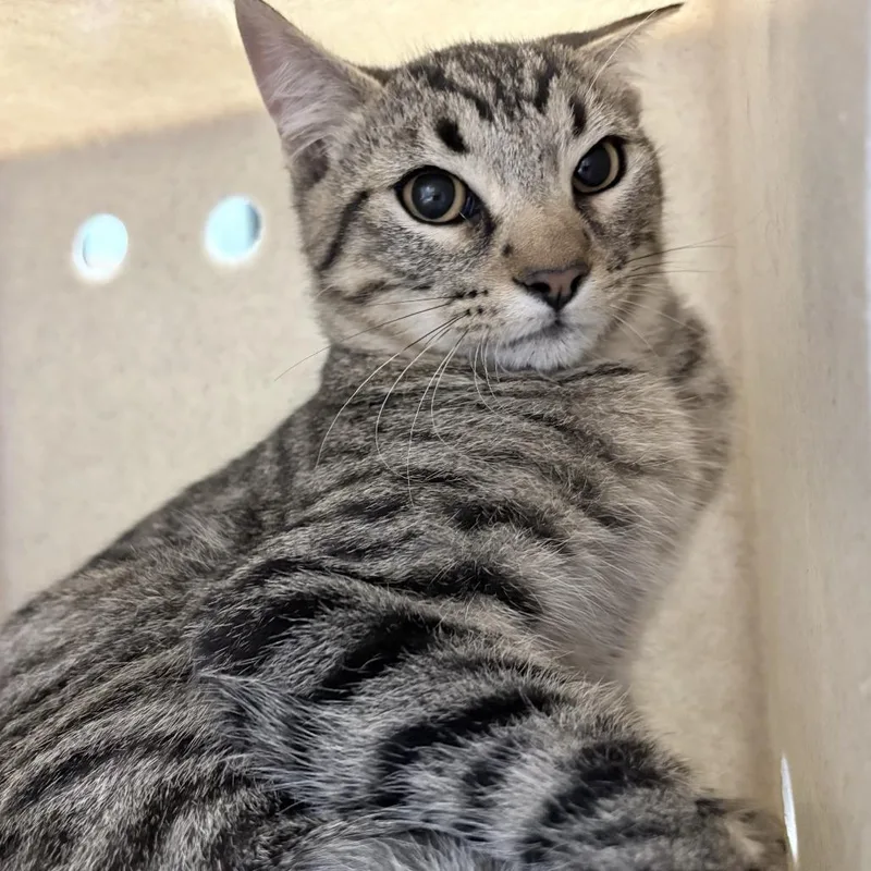 A young medium-sized male Domestic Short Hair cat named Jason for adoption in Tacoma, WA