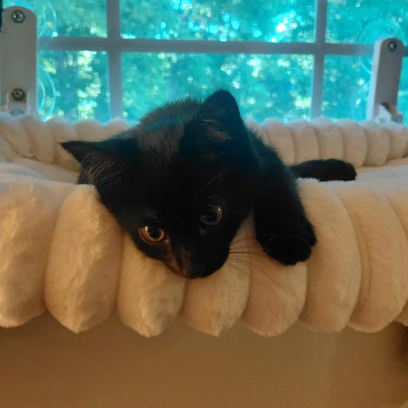 A baby small-sized female Black Domestic Short Hair cat named Robin for adoption in CHRISTIANSBURG, VA