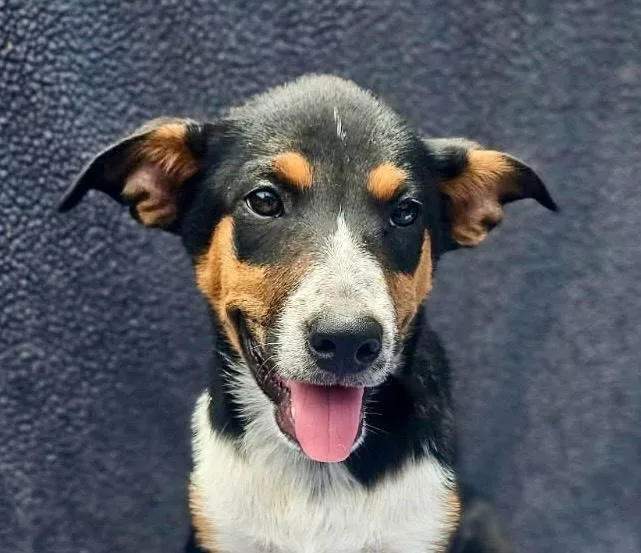 A baby medium-sized female Black Australian Cattle Dog / Blue Heeler dog named Vida for adoption in Leesburg, AL