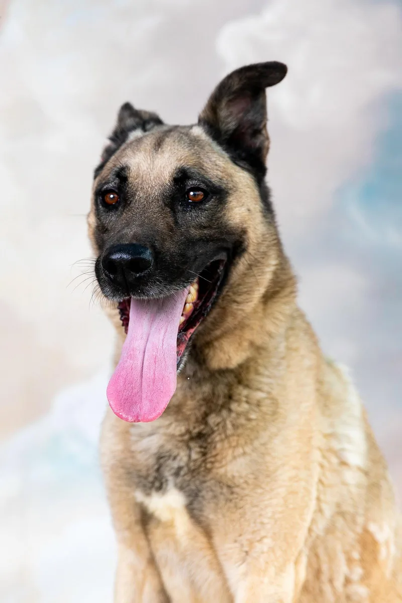 An adult medium-sized male German Shepherd Dog dog named Yoda for adoption in Pasadena, CA