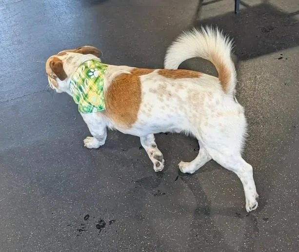 Elvis