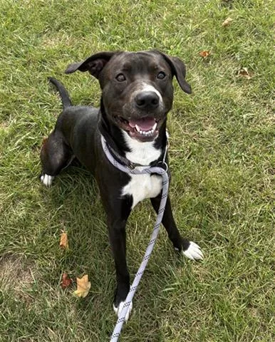 An adult medium-sized male Pit Bull Terrier dog named Cricket for adoption in Dayton, OH