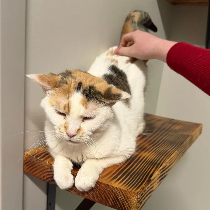 A senior medium-sized female Calico Domestic Short Hair cat named Angel C for adoption in Minnetonka, MN