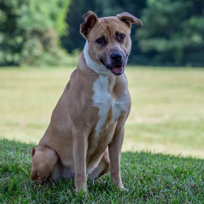 An adult medium-sized female Yellow / Tan / Blond / Fawn Labrador Retriever dog named Victoria for adoption in Henderson, KY