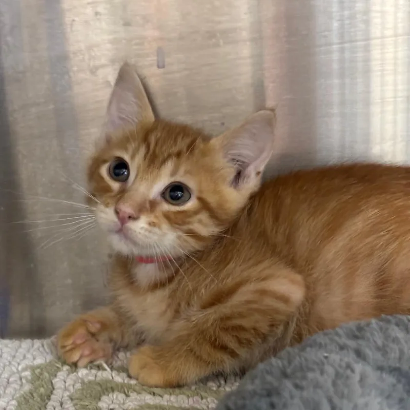 A baby small-sized male Orange / Red Domestic Short Hair cat named Dave for adoption in League City, TX