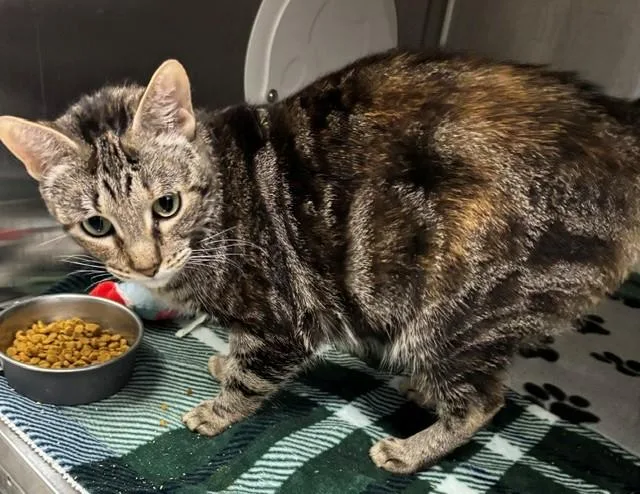 An adult medium-sized female Torbie Domestic Short Hair cat named Farfalle for adoption in Allegan, MI