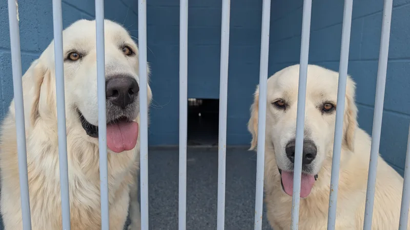 Apple & Honey thumbnail 2