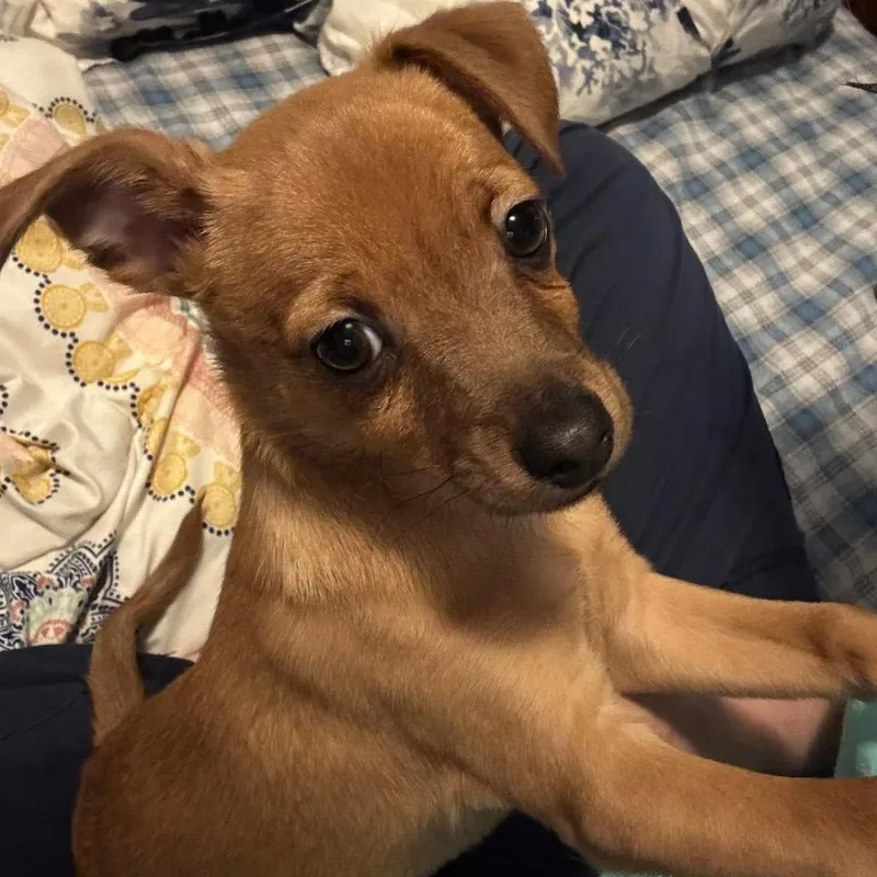 A baby small-sized male Brown / Chocolate Mixed Breed dog named Derek James for adoption in Mentor, OH