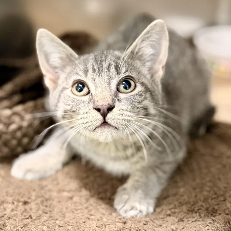 A baby medium-sized male Tabby (Gray / Blue / Silver) Domestic Short Hair cat named Flannel for adoption in Jackson, NJ