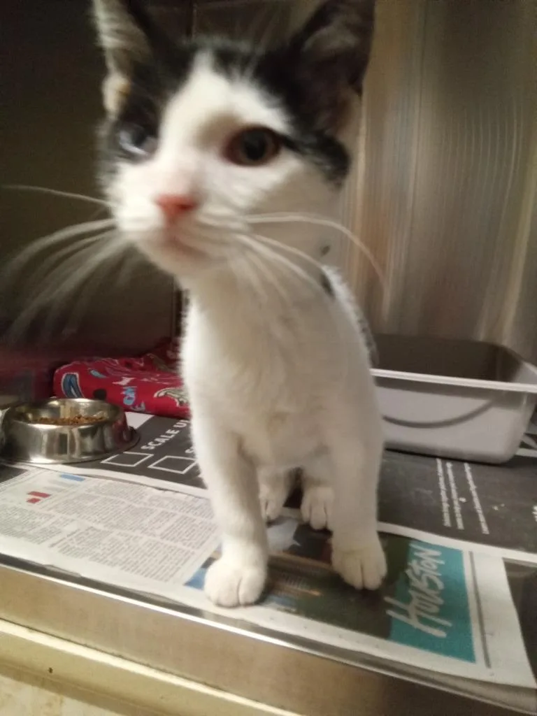 A baby small-sized male Domestic Short Hair cat named Winky for adoption in Utica, MI