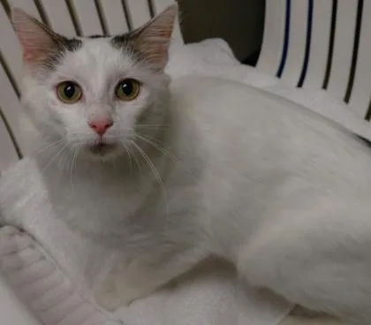 A young medium-sized male Domestic Long Hair cat named Specks for adoption in Baraboo, WI