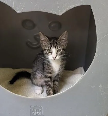 A baby small-sized female Domestic Short Hair cat named April for adoption in Honolulu, HI