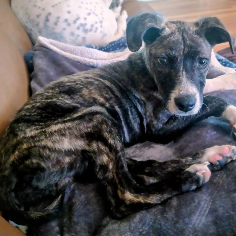 A young small-sized male Brindle Mixed Breed dog named Knox for adoption in Duncan, OK