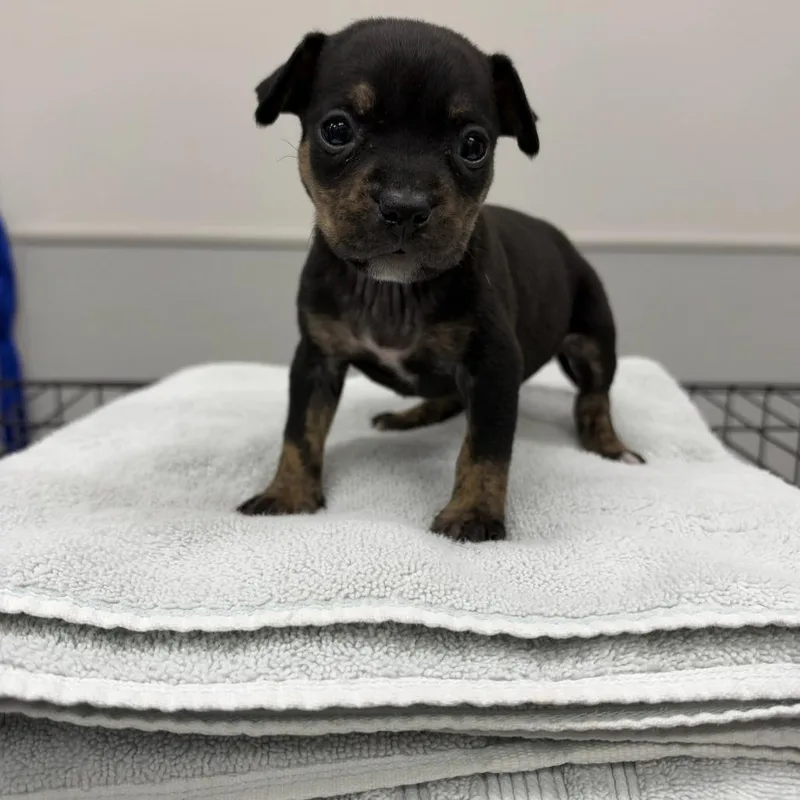 A baby small-sized female Black Mixed Breed dog named Vienna for adoption in Jupiter, FL