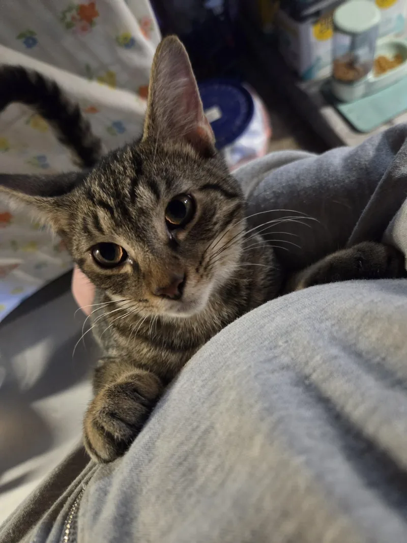 A young medium-sized male Black American Shorthair cat named Beans for adoption in Elmira, NY