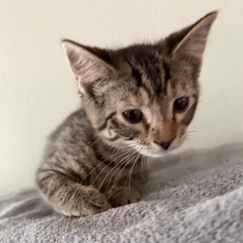 A baby small-sized female Brown / Chocolate Domestic Short Hair cat named Louise for adoption in Chaska, MN