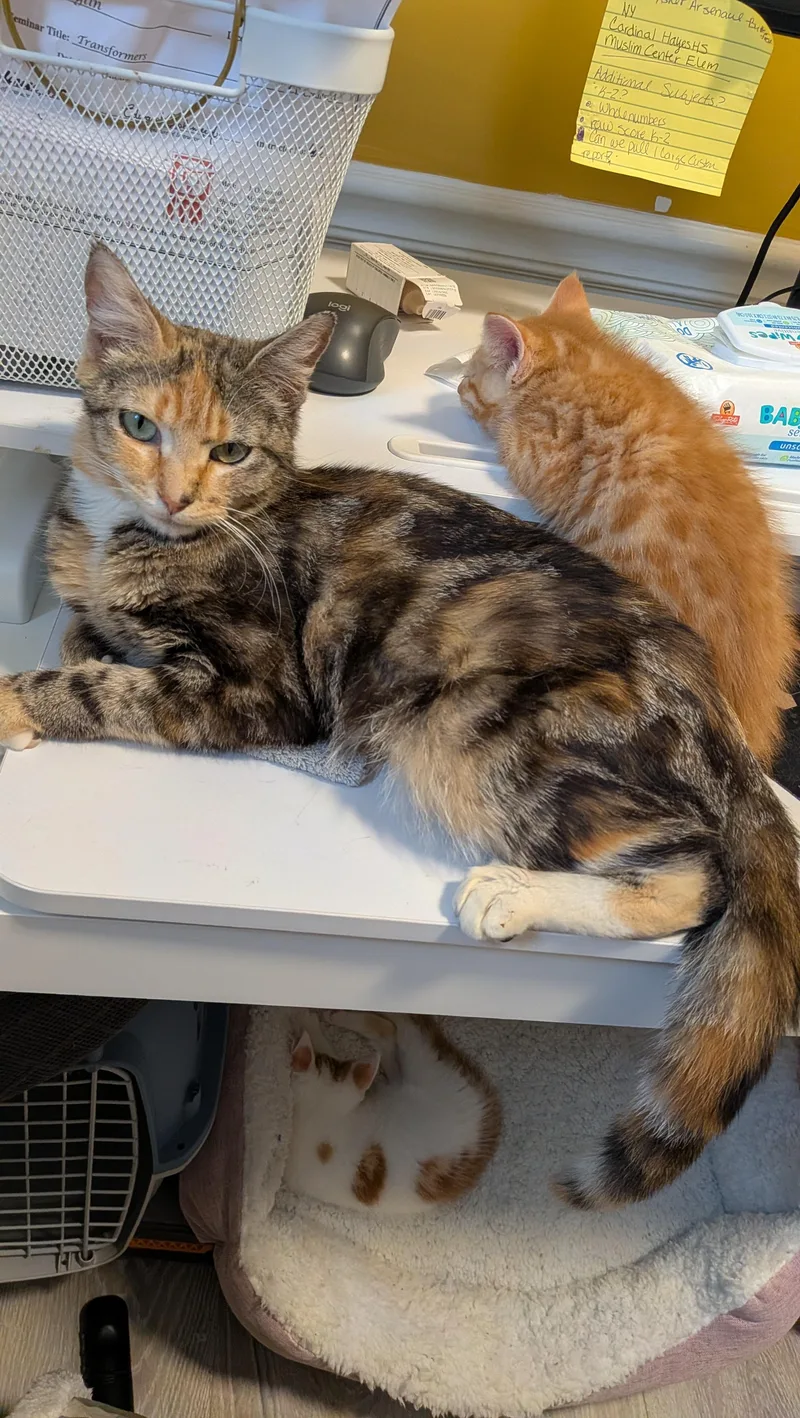 A young medium-sized female Tortoiseshell Domestic Short Hair cat named Carmen Miranda for adoption in Bellmawr, NJ