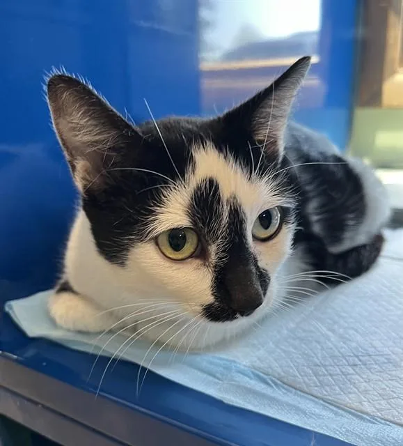 An adult small-sized female Domestic Short Hair cat named Dottie for adoption in Westminster, MD
