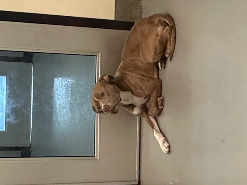 A young medium-sized male American Staffordshire Terrier dog named Woodie for adoption in Yonkers, NY