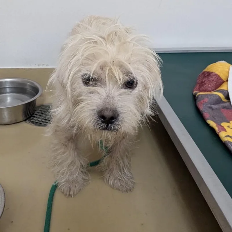A baby small-sized female Poodle dog named Gracie for adoption in Baton Rouge, LA