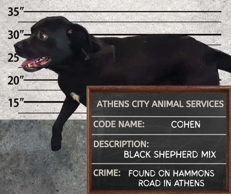 An adult medium-sized male Shepherd dog named Cohen for adoption in Athens, AL