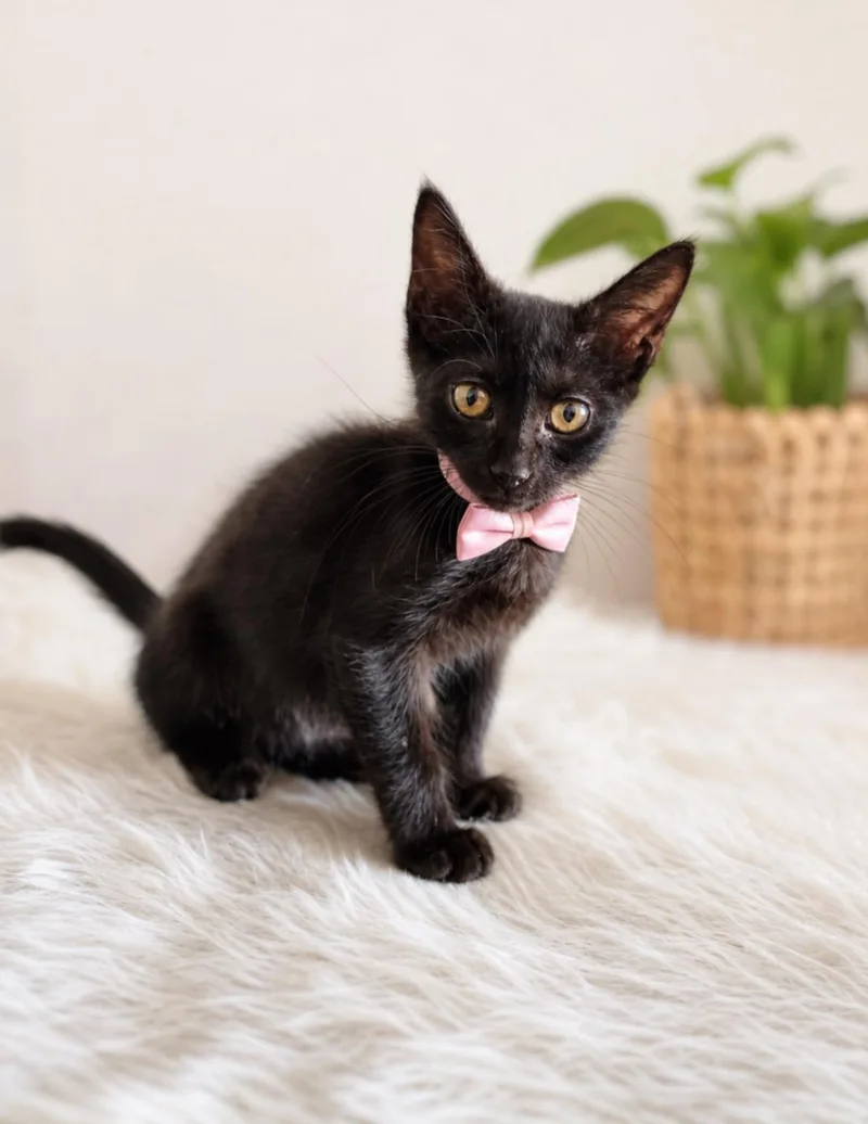 A baby small-sized female Domestic Short Hair cat named Kiki for adoption in Houston, TX