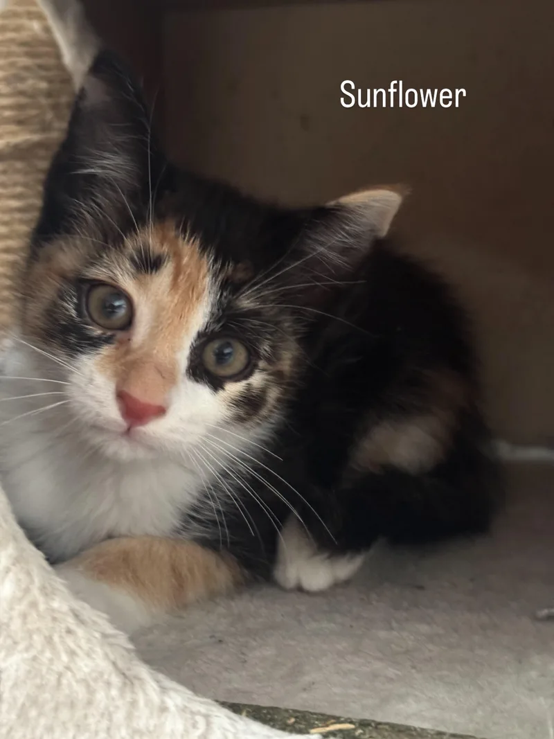 A baby medium-sized female Calico American Shorthair cat named Sunflower for adoption in Manchester, CT
