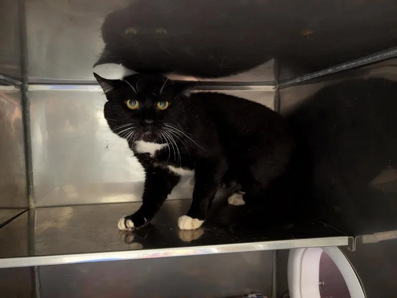 An adult large-sized male Domestic Medium Hair cat named Jeremiah for adoption in Sidney, NY