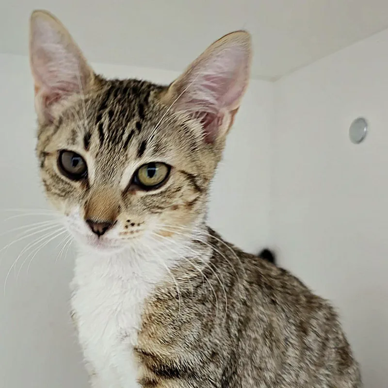 A baby small-sized female Domestic Short Hair cat named Shovel for adoption in Cumming, GA