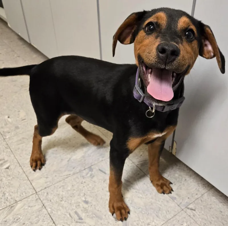 A baby small-sized female Doberman Pinscher dog named Holly for adoption in Sandusky, OH