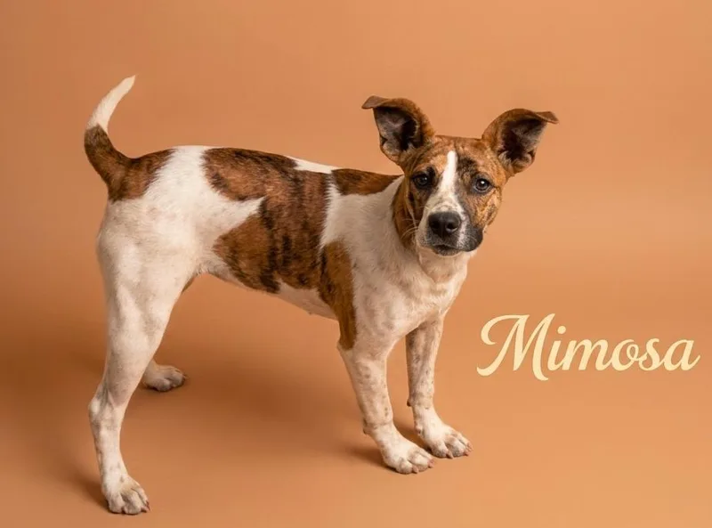 A baby small-sized female Mixed Breed dog named Mimosa for adoption in Rutherfordton, NC