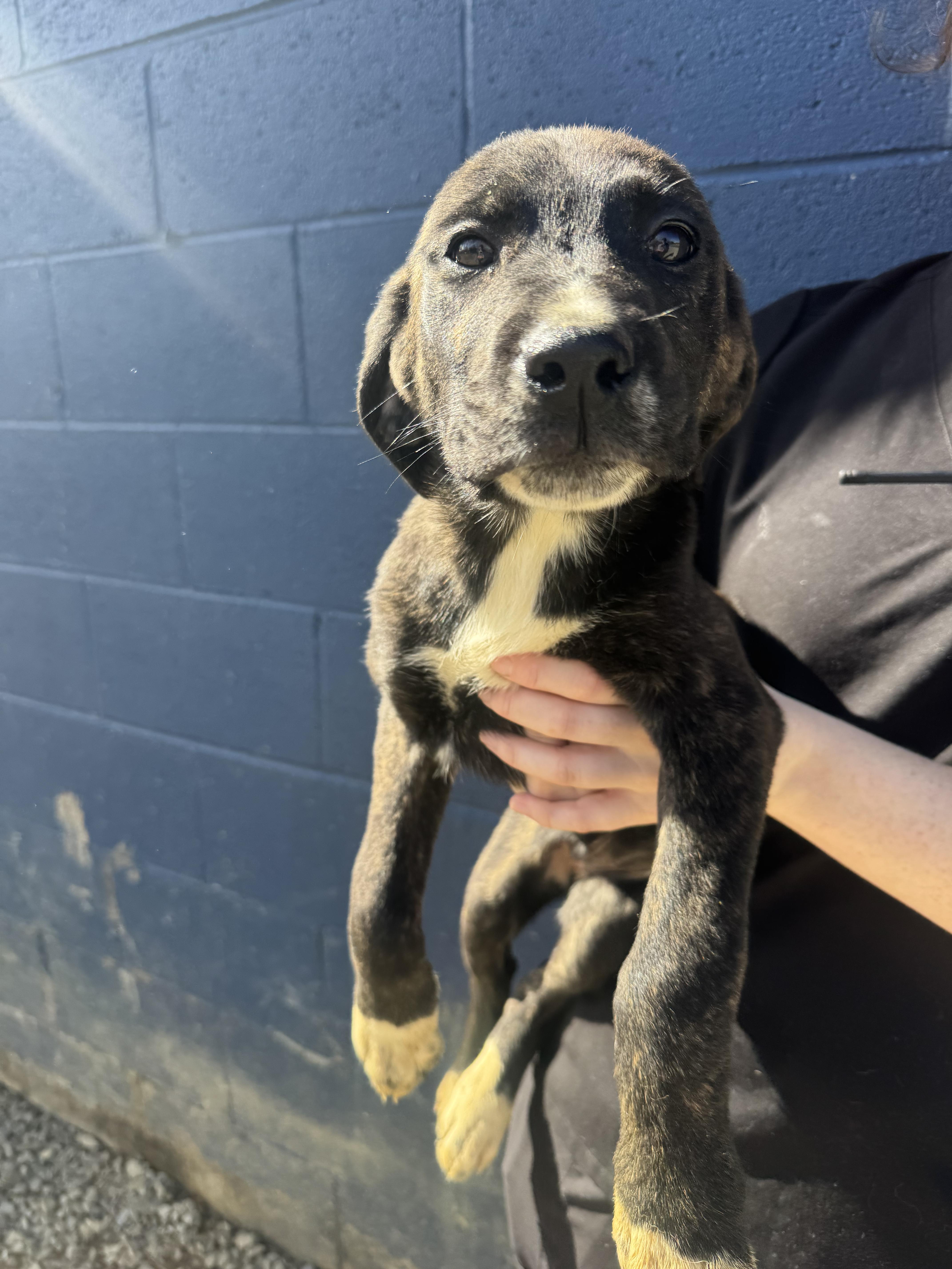 A young medium-sized female Black Pyrenean Shepherd dog named Ada for adoption in Chuckey, TN