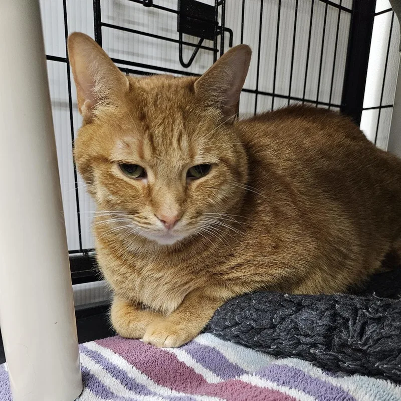 An adult extra large-sized male Orange / Red Domestic Short Hair cat named Franklin for adoption in Ridgely, MD