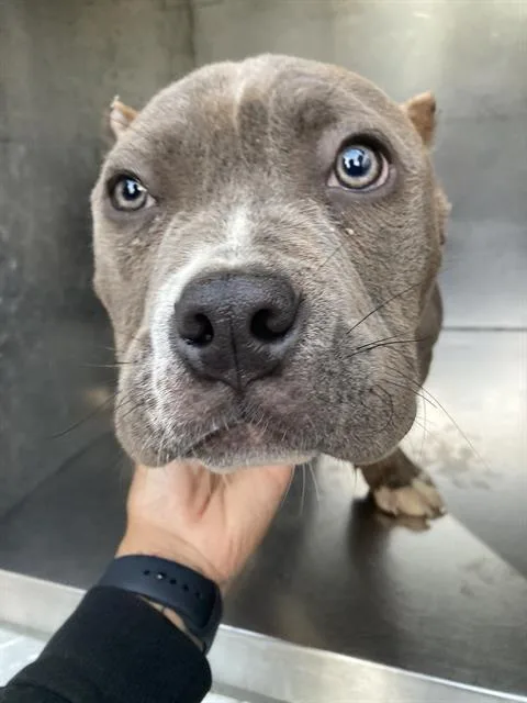 A baby large-sized male Mixed Breed dog named Shadow for adoption in Dallas, TX