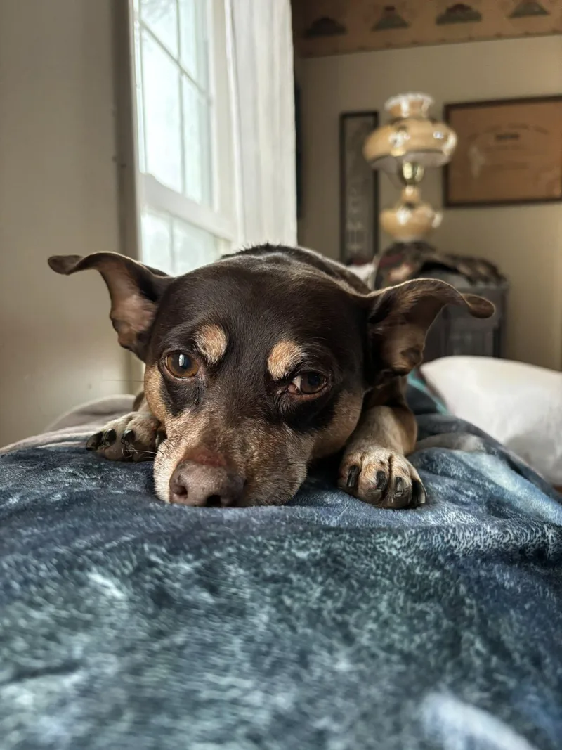 A senior small-sized male Brown / Chocolate Chihuahua dog named Pooch for adoption in Brunswick, ME